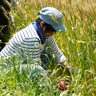 湘南小麦麦秋祭り麦刈り体験